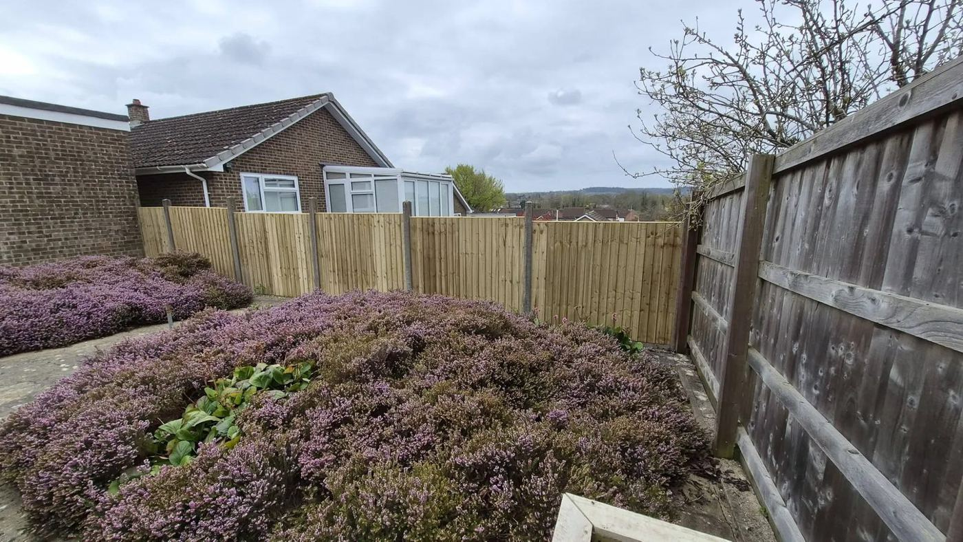 New close board panels behind a planted heather bed